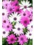 Bodrum Papatyası Osteospermum Ecklonis 1