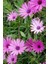 Bodrum Papatyası Osteospermum Ecklonis 2