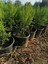 Limon Selvi 10 Adet Kokulu Limon(Cupressus Macrocarpa Goldcrest) Saksılı 30-35 cm 2