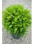 Şimşir 20-40 Cm(Buxus Japonica Rococo ) Dış Mekan Süs Bitkisi 1