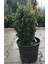 Şimşir 20-40 Cm(Buxus Japonica Rococo ) Dış Mekan Süs Bitkisi 2