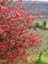 Yörük Gelini (Japanese Quince) Bol Çiçekli Süs Bitkisi Dış Mekan Bitkisi 1