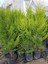Limon Selvi 10 Adet Kokulu Limon(Cupressus Macrocarpa Goldcrest) Saksılı 50-60 cm 1