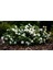 Gardenya Jasminoides Kokulu Sarıcı Gardenya Bahçe Gardenyası 1.kalite 2