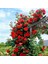 Kırmızı Sarmaşık Gül Fidanı Kokulu Tüplü 90-140 cm 1
