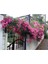 Pembe Sarmaşık Gül Fidanı Kokulu Tüplü 90-140 cm 3