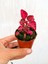 Çingene Şalvarı Bitkisi Iresine Herbstii 5.5 cm Mini Saksıda 1