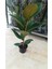 Kauçuk Bitkisi 1 ADET Saksılı 50-80Cm Salon Çiçeği 2