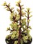 Portulacarıa Fil Hortumu Sukulent 2