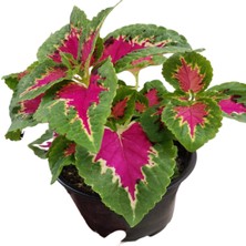 Fidanova Yaprak Güzeli Kalyos Çiçeği  Pembe