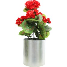Cihan Çiçekçilik Sardunya Kırmızı 25 cm Dekoratif Bitki 12X12 Metal Saksı