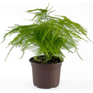 Fidan Burada Asparagus Setaceus - Tül Kuşkonmaz 30 cm