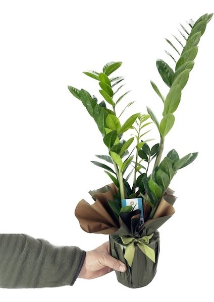 Zamioculcas Zamiifollia (Zeze Çiçeği)