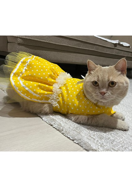 Sarı Puantiyeli Kurdeleli Kedi Köpek Kıyafeti Elbisesi fiyatları