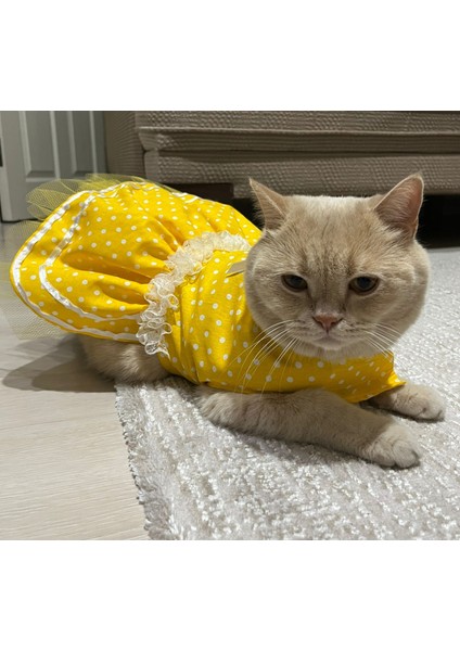 Sarı Puantiyeli Kurdeleli Kedi Köpek Kıyafeti Elbisesi fırsatları