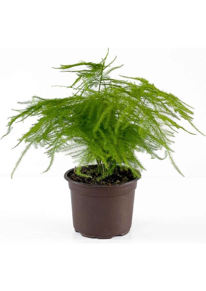 Asparagus Setaceus - Tül Kuşkonmaz 30 cm