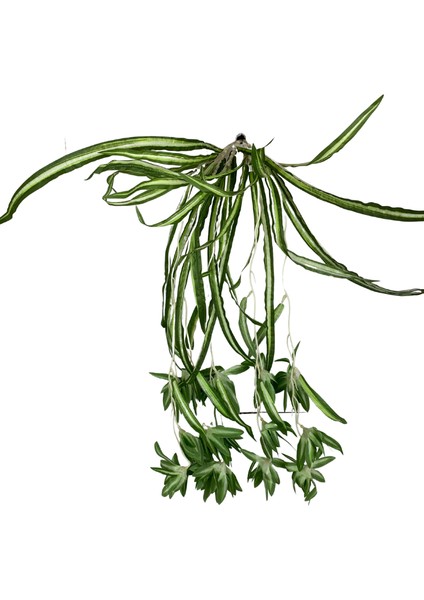 Kurdele Çiçeği 5 Dallı Sarkıt 60X50