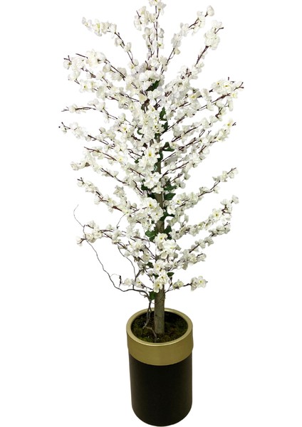 Beyaz Bahar Dalı 200 cm 40X30 Gold Kemerli Siyah Saksı