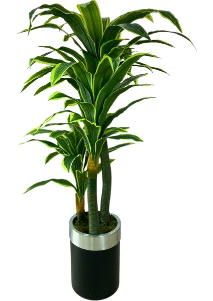 Dracaena Fragrans 170 cm 3 Gövde Yapay Ağaç 40X30 Gümüş Kemerli Siyah Saksı