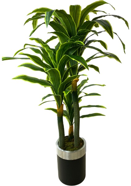 Dracaena Fragrans 170 cm 3 Gövde Yapay Ağaç 40X30 Gümüş Kemerli Siyah Saksı fırsatları