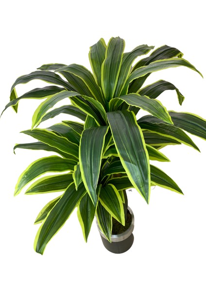 Dracaena Fragrans 170 cm 3 Gövde Yapay Ağaç 40X30 Gümüş Kemerli Siyah Saksı indirimleri