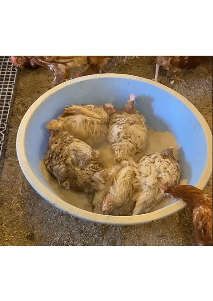 Kleandust Bit Kırmızı Akar Pire Tozu Kanatlı (Tavuk, Güvercin, Vb.) Toz Banyosu 4 KG fırsatları