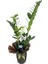 Zamioculcas Zamiifollia (Zeze Çiçeği) 1