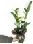 Zamioculcas Zamiifollia (Zeze Çiçeği) 2