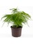 Asparagus Setaceus - Tül Kuşkonmaz 30 cm 1