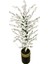 Beyaz Bahar Dalı 200 cm 40X30 Gold Kemerli Siyah Saksı 2