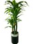 Dracaena Fragrans 170 cm 3 Gövde Yapay Ağaç 40X30 Gümüş Kemerli Siyah Saksı 1