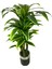 Dracaena Fragrans 170 cm 3 Gövde Yapay Ağaç 40X30 Gümüş Kemerli Siyah Saksı 2