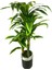 Dracaena Fragrans 170 cm 3 Gövde Yapay Ağaç 40X30 Gümüş Kemerli Siyah Saksı 3