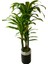 Dracaena Fragrans 170 cm 3 Gövde Yapay Ağaç 40X30 Gümüş Kemerli Siyah Saksı 4
