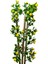 Limon Bambu Saksı 100CM 12X12 Metal Saksı 2
