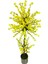 Atom Sarı Bahar Dalı 180 cm 25X25 Metal Saksı 2