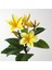 Saksıda Amerikan Fulu (Plumeria Alba) Ağacı Fidanı( boy 1m) 1