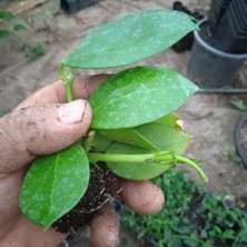 Antalya Tropikal Hoya Obscura Yellow - Kokulu Mum Çiçeği 10-20 cm boyda, Toprak da Köklü ve sürgünlü  (Kod:New126A)