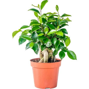 Fidan Burada Mini Ficus Ginseng Bonsai