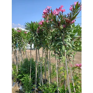 Lala Ahmet Botanik Tijli Pembe Zakkum Ağacı 1,70-200 Cm. Nerium Oleander