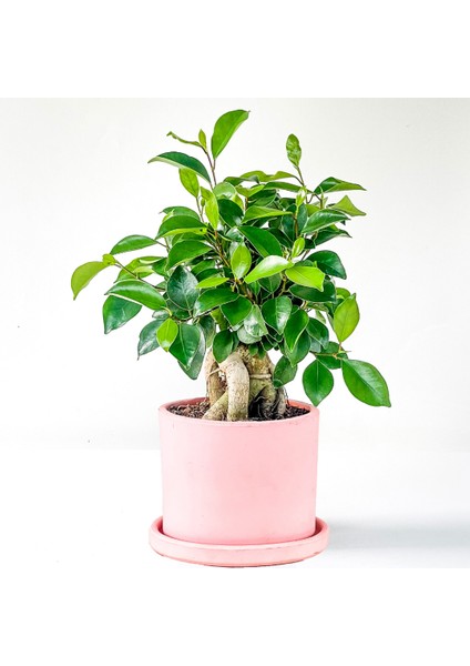 Mini Ficus Ginseng Bonsai Pembe Ruby Saksılı