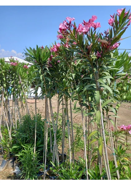 Lala Ahmet Botanik Tijli Pembe Zakkum Ağacı 1,70-200 Cm. Nerium Oleander