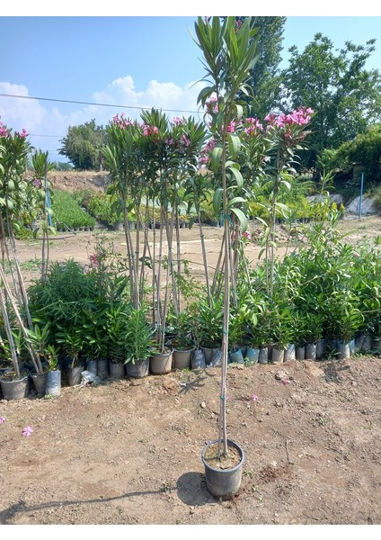 Lala Ahmet Botanik Tijli Pembe Zakkum Ağacı 1,70-200 Cm. Nerium Oleander