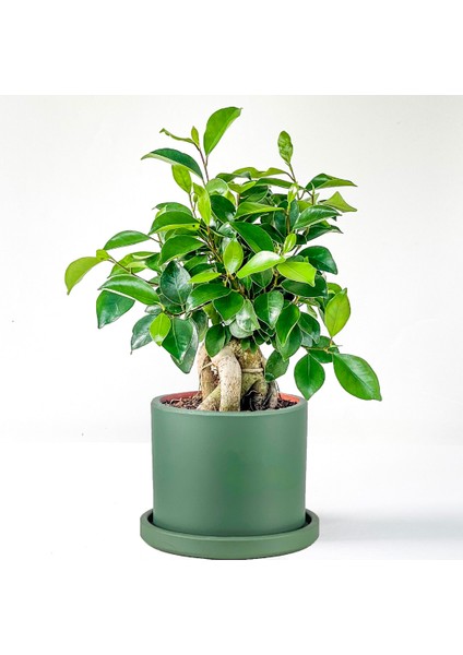 Mini Ficus Ginseng Bonsai Mint Yeşili Ruby Saksılı