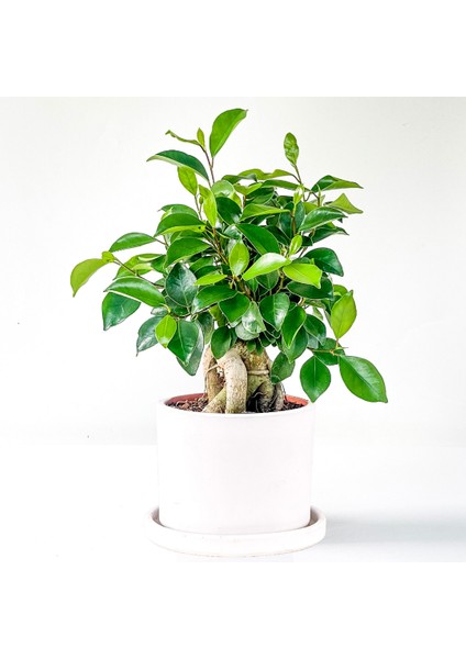 Mini Ficus Ginseng Bonsai Beyaz Ruby Saksılı