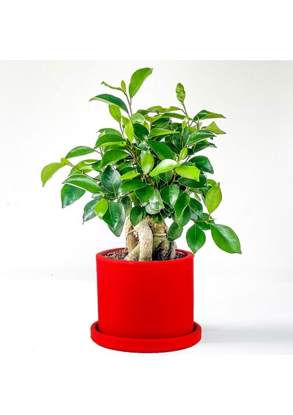 Mini Ficus Ginseng Bonsai Kırmızı Ruby Saksılı