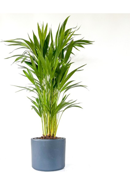 Areka Palmiyesi - Salon Palmiyesi Antrasit Ruby Saksılı 60-80 Cm