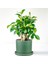 Mini Ficus Ginseng Bonsai Mint Yeşili Ruby Saksılı 1
