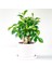 Mini Ficus Ginseng Bonsai Beyaz Ruby Saksılı 1