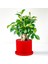 Mini Ficus Ginseng Bonsai Kırmızı Ruby Saksılı 1